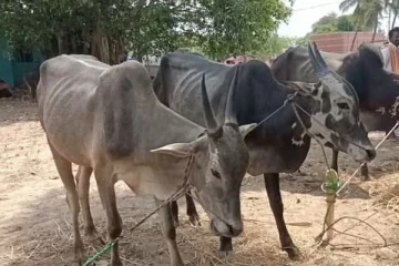 பாடசாலை மாணவர்கள் ஐவர் வைத்தியசாலையில் அனுமதி