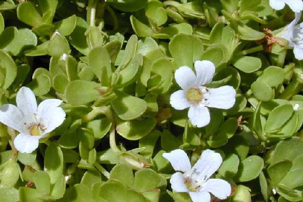 பரீட்சை நேரத்தில் நினைவாற்றலை அதிகரிக்கணுமா? இந்த உணவுகளை தவிர்க்காதிங்க! | Which Foods Boost Kids Brain Health Memory Power