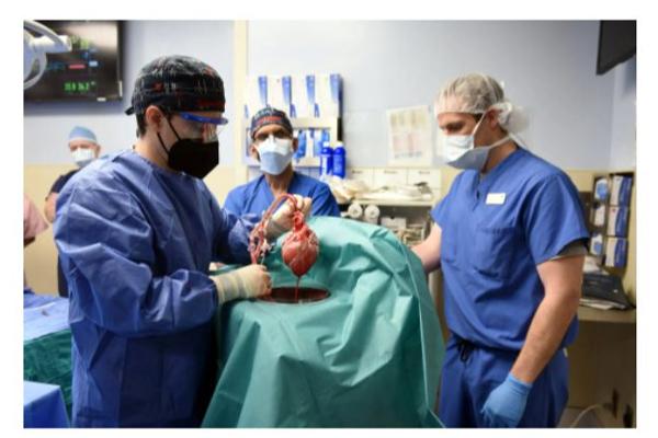 பன்றியின் இதயம் பொருத்தப்பட்டு இறந்தவரின் இதயத்தில் புதிய வைரஸ் - ஆராய்ச்சியில் அதிர்ச்சி தகவல் | Virus Found In Pig Heart That Transplanted To Man