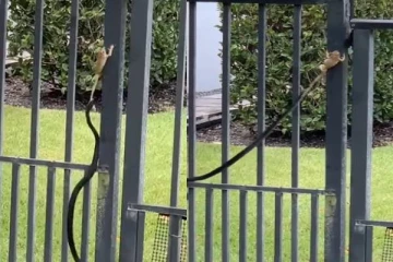 மரண தருவாயில் இருந்து தப்பித்த தவளை - பாம்பிடம் உயிர் தப்பிய வைரல் வீடியோ!