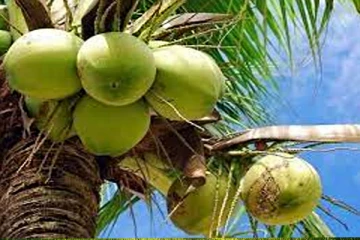 தென்னையைத் தாக்கும் வெள்ளை ஈ