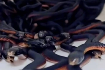 அவுஸ்திரேலியாவில் வீடொன்றில் 102 விஷப் பாம்புகள் கண்டுபிடிப்பு