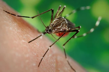 அதிவேகமாக பரவி வரும் டெங்கு காய்ச்சல்! பின்பற்ற வேண்டிய முன்னேச்சரிக்கைகள் என்ன?