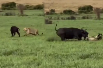 Viral Video: குட்டியைக் காப்பாற்ற ஆக்ரோஷமாக வந்த தாய்... சுற்றிவளைத்த சிங்கங்கள்! கடைசியில் டுவிஸ்ட்