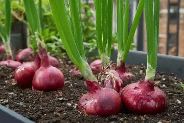 வீட்டிலேயே 3 வகையான வெங்காயம் வளர்க்கலாம் - எப்படி தெரியுமா?