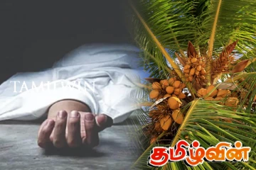 தென்னை மரத்திலிருந்து விழுந்து குடும்பஸ்தர் மரணம்