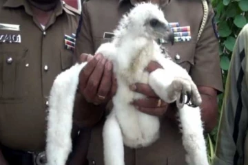 නිවසක සගවාගෙන සිටි දුර්ලභ අමුතු සත්වයෙක් හමුවේ. විඩියෝ සහිතයි.. (VIDEO)