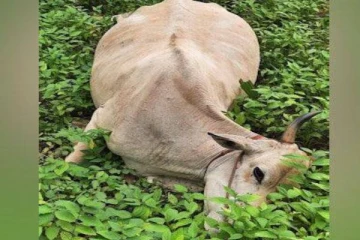 மின்வேலியில் சிக்கி உயிரிழந்த பசுமாடு: தொடர்ந்து இடம்பெரும் அவலம்