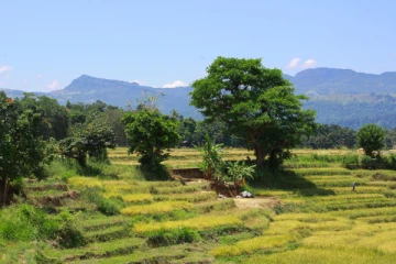 கிளிநொச்சி காணிகளை மக்களிடம் கையளிக்குமாறு ஜனாதிபதி பணிப்பு