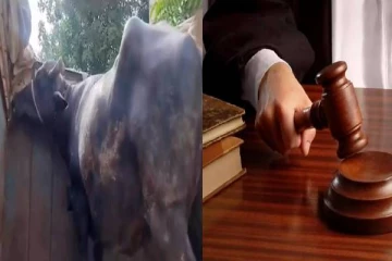 11 ஆண்டுகள் கழித்து நீதிமன்றத்தில் ஆஜரான எருமை மாடு! சுவாரஸ்ய சம்பவம்