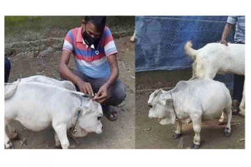 உலகிலேயே மிக குள்ளமான அதிசய பசுமாடு கின்னஸ் புத்தகத்தில் இடம் பிடித்தது! ஆர்வமுடன் பார்த்துச் செல்லும் மக்கள்!