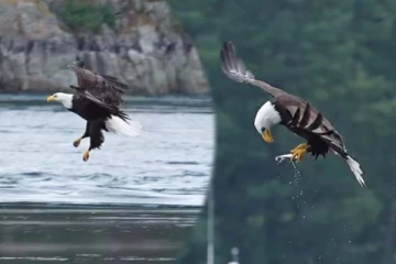 5 மில்லியன் பேரை மிரள வைத்த கழுகின் வேட்டை! 30 வருடம் வாழ 150 நாட்கள் மரண போராட்டம்