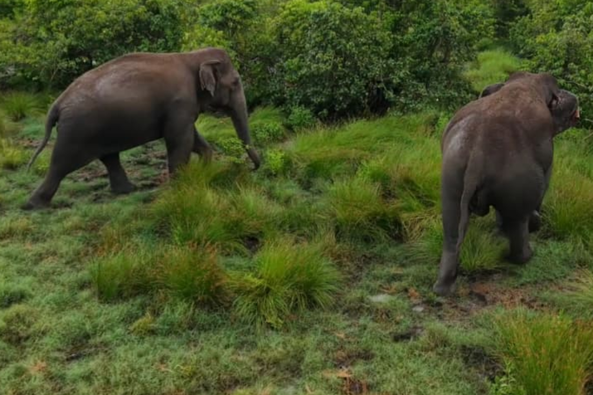 மட்டக்களப்பு மாவட்டத்தில் அதிகரித்து வரும் யானை- மனித மோதல் | Increasing Human Elephant Conflict In Batticaloa