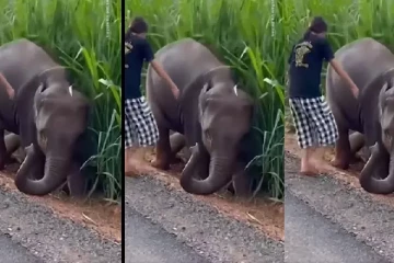 சேற்றில் சிக்கிய குட்டி யானை; காப்பாற்ற சென்ற சிறுமிக்கு இன்ப அதிர்ச்சி!