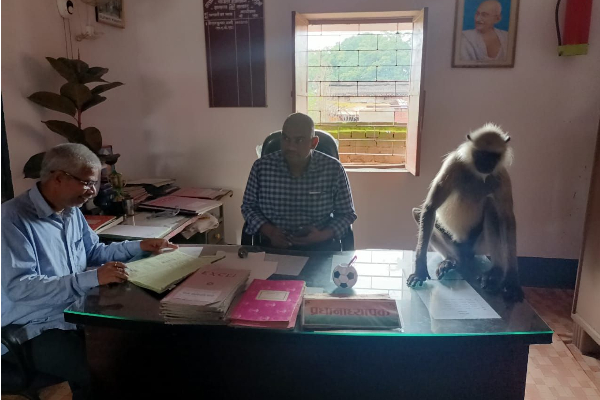 தினமும் குழந்தைகளுடன் வகுப்பறைக்கு செல்லும் குரங்கு! | A Monkey Who Goes To The Classroom With Children
