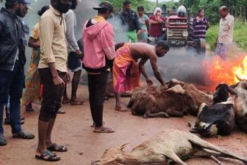 ගවයින් මිය යාමට හේතුව හෙළි වේ - සත්වයන් සහ මස් ප්‍රවාහනය ගැනත් නිවේදනයක්..