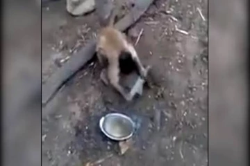 பாய்ந்து பாய்ந்து கத்தி தீட்டும் குரங்கு! வியந்து போன நெட்டிசன்கள்