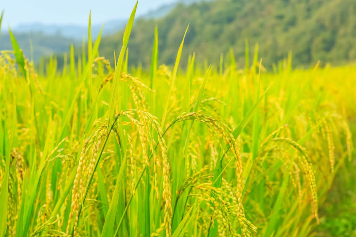 நாட்டை வந்தடையவுள்ள 25,000 தொன் உரம் | 25 000 Tons Of Fertilizer Arriving In Sri Lanka