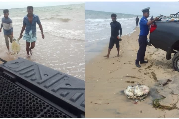 இறந்து கரையொதுங்கிய கடலாமைகள்; காரணம் என்ன?