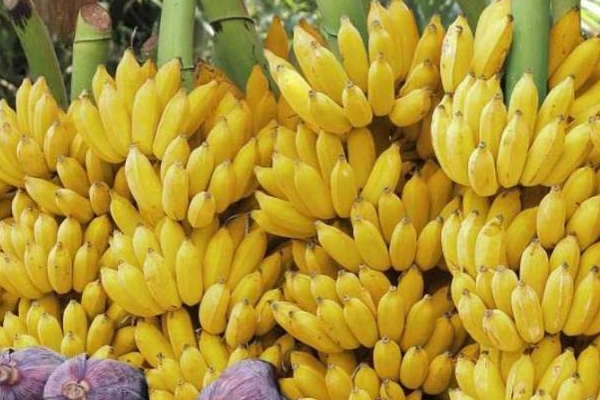 வெளிநாடுகளுக்கு செல்லும் யாழ்ப்பாண வாழைப்பழங்கள்! அமைச்சர் பாராட்டு | Jaffna Bananas Exported To Foreign Markets
