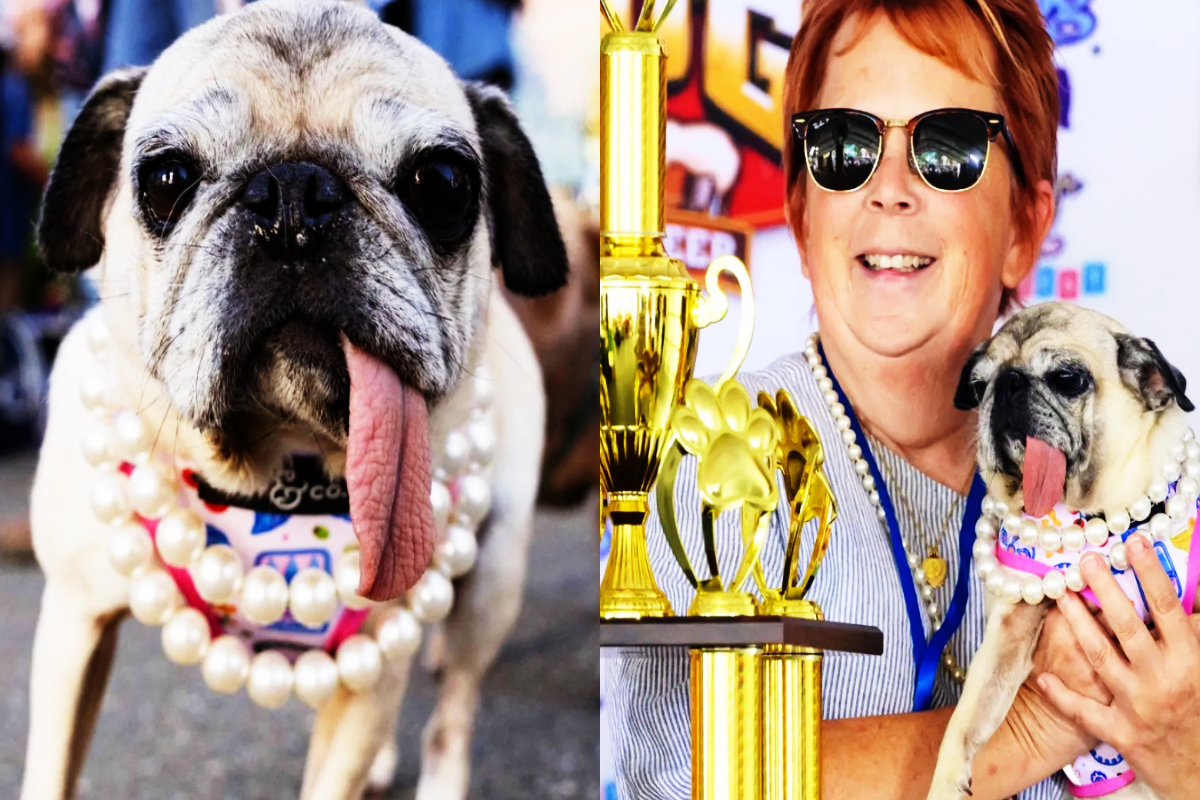 உலகின் மிக அவலட்சணமான நாய்க்கான பட்டத்தை ஜின்னி வென்றது | The World S Ugliest Dog