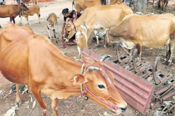விடுமுறை அளிக்காமல் வேலை வாங்குவது பாவம் - மாடுகளுக்கு வார விடுமுறை அளிக்கும் கிராம மக்கள்..!