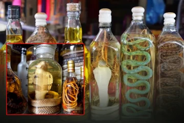 பாம்பு ஒயின், சிலந்தி காக்டெய்ல் - மது பிரியர்களை தள்ளாட வைக்கும் தகவல்!