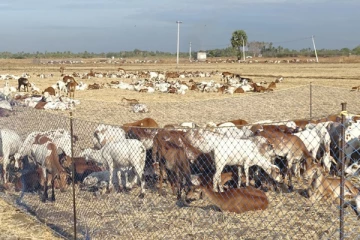 மாடுகளை மேய்க்க சென்ற இளைஞன் முதலைக்கு இரையானார்