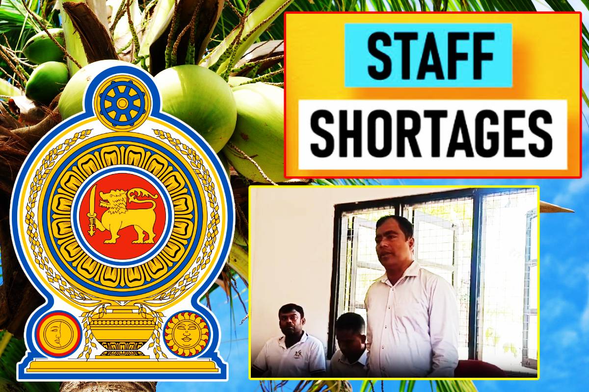 வடக்கில் தெங்கு உற்பத்தி திணைக்களத்தில் ஆளனி பற்றாகுறை!