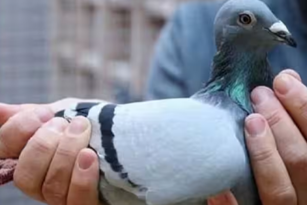 தெஹிவளை தேசிய மிருகக்காட்சிசாலையில் கைவரிசையை காட்டிய இளைஞன் கைது | Youth Caught Stealing Pigeon At Dehiwala Zoo தெஹிவளை தேசிய மிருகக்காட்சிசாலையில் கைவரிசையை காட்டிய இளைஞன் கைது | Youth Caught Stealing Pigeon At Dehiwala Zoo