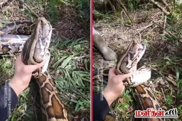 ராட்சத மலைப்பாம்பை ஒற்றை கையால் அடக்கிய நபர்... இறுதியில் என்ன நடந்தது?
