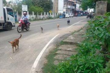 கல்முனையில் கட்டாக்காலி நாய்களின் தொல்லை