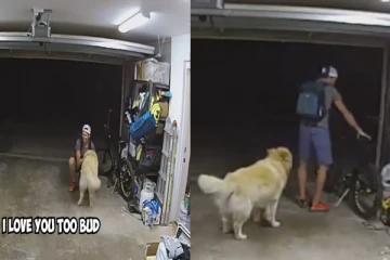 திருட வந்த இடத்தில் நாயுடன் கொஞ்சி விளையாடிய நபர் - வாலாட்டி வழியனுப்பிய நாய் - சுவாரஸ்ய சம்பவம்!