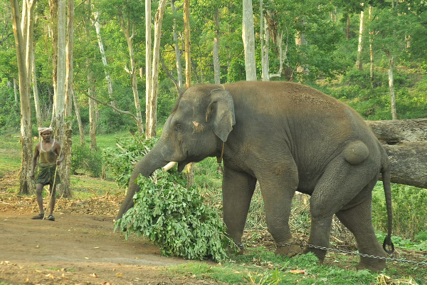 யானை தாக்கி குடும்பஸ்தர் பலி | Elephant Attacks Trincomalee