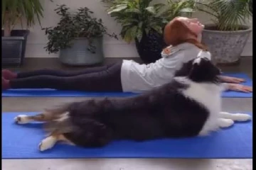 யோகாசனங்களை அசால்ட்டாக செய்து அசத்திய நாய்