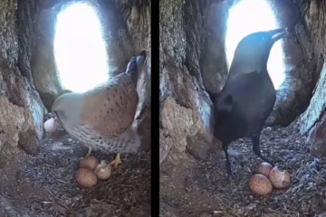 முட்டையை உடைத்த காகத்தை காத்திருந்து பழிவாங்கிய பறவை: வியப்பூட்டும் காட்சி!