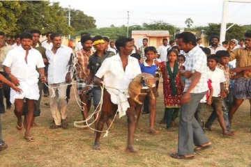 100 ஆண்டுகளாக நரியை பயன்படுத்தி நடத்தப்படும் பாரம்பரிய ஜல்லிக்கட்டு்:அனுமதி கோரும் மக்கள் (Photos)