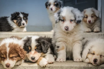 கனடாவில் நாய்களை கொன்ற நபர் : வெளியான தகவல்