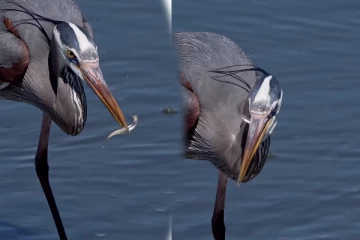 Viral Video: நாரையின் தொண்டைக்குள் சென்ற குட்டி மீன்... துடிதுடிக்கும் காணொளியை பாருங்க