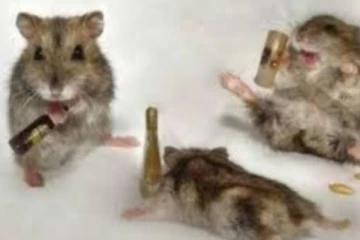 மச்சி ஓபன் தி பாட்டில்..  டாஸ்மாக் கடையில் ஒயின்குடித்த எலிகள்!