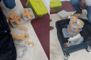 22 பாம்புகளுடன் விமான நிலையம் வந்த பெண்!