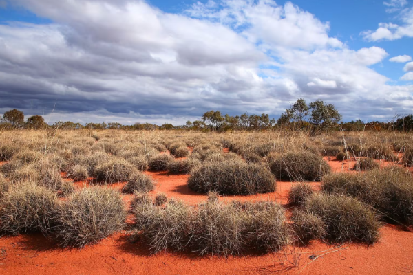 பாலைவனம் மற்றும் மலைக்காடுகள் இரண்டையும் கொண்ட ஒரே நாடு.., எது தெரியுமா? | Which Country That Has Both Deserts And Forests