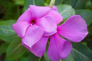 புற்றுநோயை குணமாக்கும் நித்திய கல்யாணி பூ: எப்படி பயன்படுத்துவது?