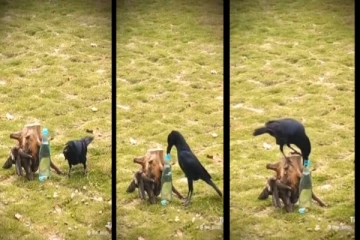 பாட்டிலில் கல்லை போட்டு தாகம் தீர்த்த புத்திசாலி காகம் - வைரலாகும் வீடியோ