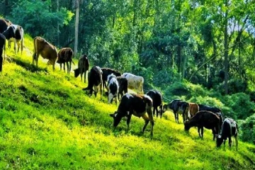 சுவிஸில் பண்டைய வழிமுறைகளை பின்பற்றி சாதித்த பால் பண்ணையாளர்கள்!