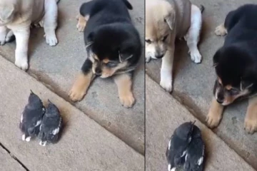 நாய்களுடன் வம்பிற்கு நிற்கும் பறவைகள்.. வியந்து போன நெட்டிசன்கள்!