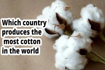 தேவையில் கூடுதலான பருத்தி - உலகிலேயே அதிகமாக உற்பத்தி செய்யும் நாடு எது?