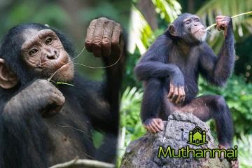 அரசாங்கத்தின் எதிரியாக மாறியுள்ள குரங்குகள்