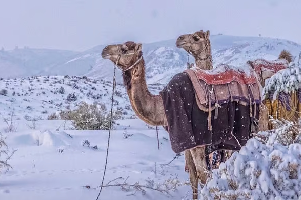 சவுதி அரேபியா காலநிலை வரலாற்றில் ஒரு அரிய மாற்றம்; பனியால் மூடப்பட்ட பகுதிகள் | Snowfall In The Desert In Saudi Arabia சவுதி அரேபியா காலநிலை வரலாற்றில் ஒரு அரிய மாற்றம்; பனியால் மூடப்பட்ட பகுதிகள் | Snowfall In The Desert In Saudi Arabia
