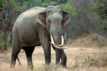 தமிழர் பகுதியில் கிராமத்திற்குள் புகுந்து மக்களைத் துரத்திய யானை ; சிதறிஓடிய மக்கள்